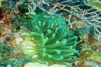 Giant Anemone<br>September 28, 2015