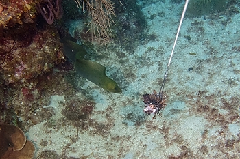 Tempting a moray<br>September 28, 2015