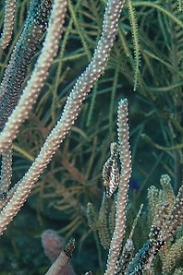 Slender Filefish<br>September 28, 2015