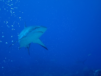 The sharks get close...<br>September 29, 2015