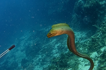 Free swimming Green Moray checks us out at Calvin's Crack<br>September 29, 2015