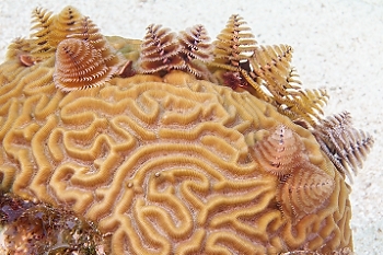 Christmas Tree worms<br>September 30, 2015