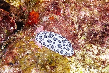 Nudibranch<br>September 30, 2015