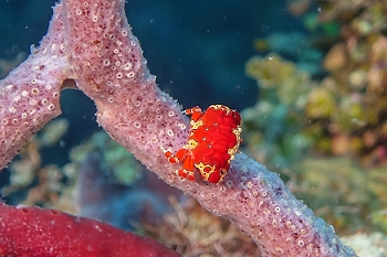 Tiny (half-inch) Gaudy Clown Crab<br>September 30, 2015