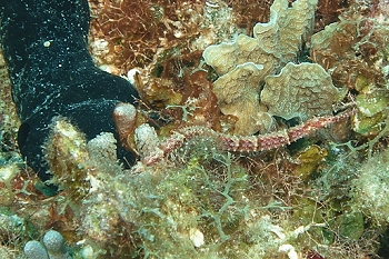 Pipefish<br>September 30, 2015