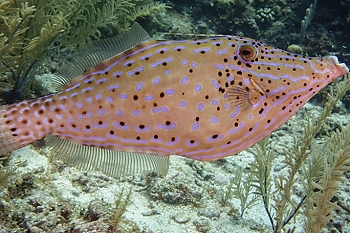 Scrawled Filefish<br>September 30, 2015