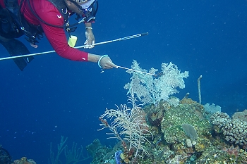 David points to a crab<br>September 30, 2015