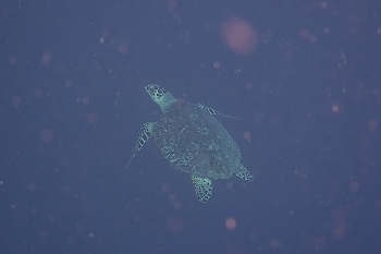 Green sea turtle in the distance<br>September 30, 2015