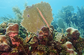 Trumpet fish<br>October 1, 2015