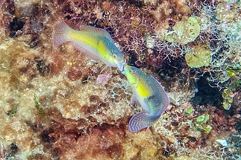 Juvenile Yellowhead Wrasse<br>October 1, 2015