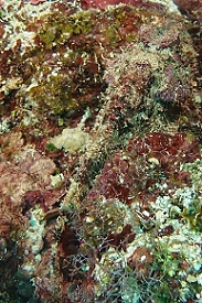 Stonefish, well camouflaged<br>October 1, 2015