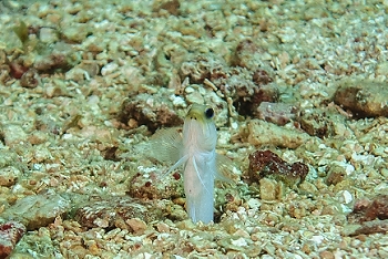 Yellowhead Jawfish<br>October 1, 2015