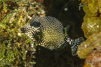 Smooth Trunkfish<br>October 1, 2015