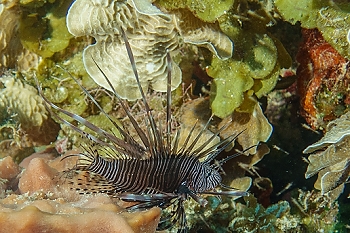 Leslie's tiny (4-inch) Lionfish<br>October 1, 2015