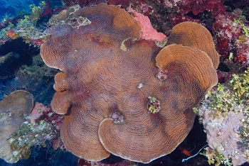 Plate coral.<br>September 25, 2016
