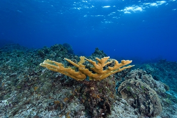 Staghorn coral.<br>September 25, 2016