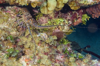 Spiny lobster.<br>September 25, 2016