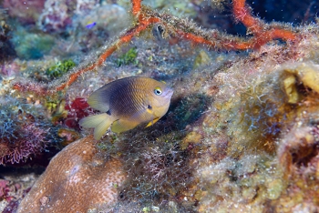 Damselfish.<br>September 25, 2016