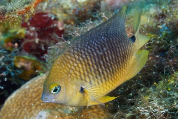 Damselfish<br>September 25, 2016