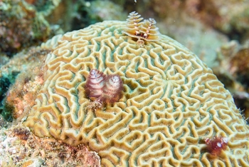 Brain coral with Christmas Tree worms.<br>September 25, 2016