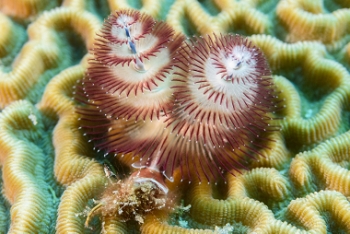 Christmas Tree worm.<br>September 25, 2016