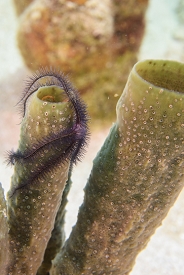 Brittle sea star (starfish) on sponge.<br>September 25, 2016