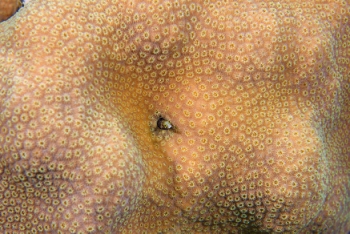 Small blenny (Spinyhead Blenny?) peeking out of coral.  That hole is smaller than a cigarette.<br>September 25, 2016