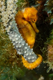 Longnose Seahorse.<br>September 25, 2016