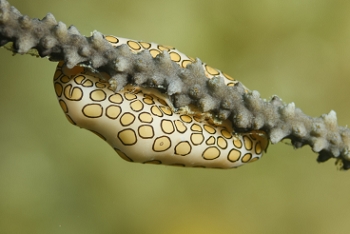 Flamingo Tongue.  That pattern is from the 'tongue', not the shell.<br>September 25, 2016