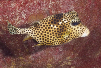 Spotted Trunkfish<br>September 25, 2016