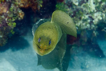 Green Moray Eel<br>September 25, 2016