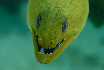 Green Moray Eel<br>September 25, 2016