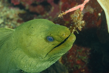 Green Moray Eel<br>September 25, 2016