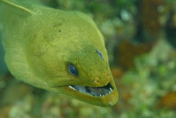 Green Moray Eel<br>September 25, 2016