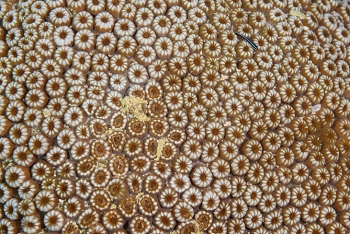 Blushing Star Coral<br>September 25, 2016