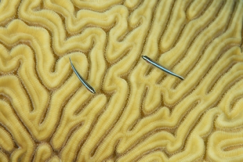 Caribbean Neon Goby on Symmetrical Brain Coral<br>September 25, 2016