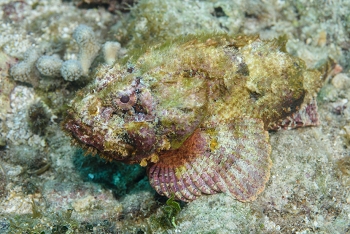 Scorpionfish<br>September 25, 2016