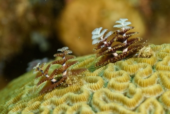 Christmas Tree Worms<br>September 25, 2016