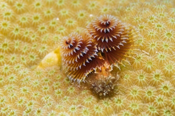 Christmas Tree Worm<br>September 25, 2016