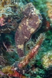 Longnose Seahorse<br>September 26, 2016