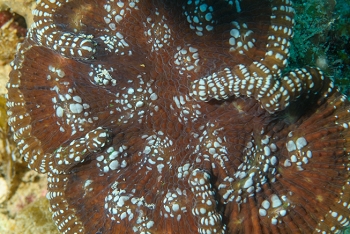 Artichoke / Solitary Disk coral (?)<br>September 26, 2016