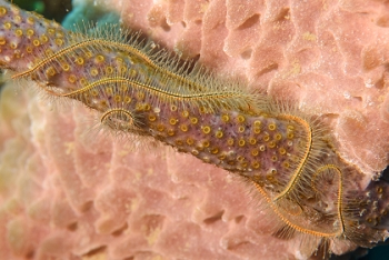 Sponge Brittle Star<br>September 26, 2016