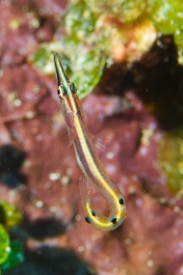 Arrow Blenny<br>September 26, 2016