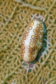 Flamingo Tongue<br>September 26, 2016