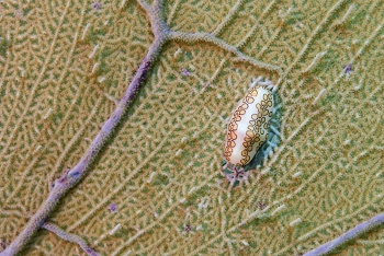 Flamingo Tongue<br>September 26, 2016