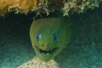 Green Moray Eel<br>September 26, 2016