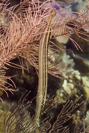 Trumpetfish<br>September 26, 2016