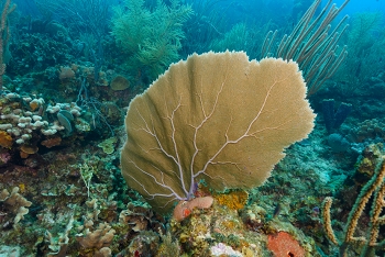 Common Sea Fan<br>September 26, 2016