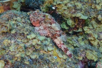 Reef Scorpionfish<br>September 26, 2016