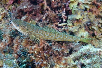 Sand Diver<br>September 26, 2016